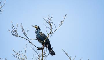 Bird-Watching Adventure at Lochinvar National Park 3-Day