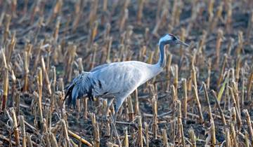 Bird-Watching Adventure at Lochinvar National Park 3-Day
