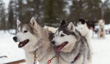 Escapada invernal a Laponia e Iglú - 5 días