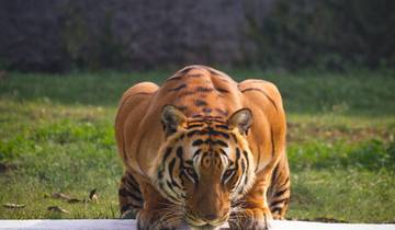 Tiger Safari Adventure in India – Spot the Royal Bengal Tiger! Tour