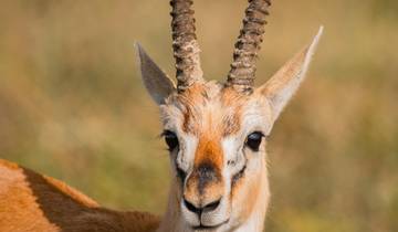 5 DAYS TANZANIA LUXURY SAFARIS