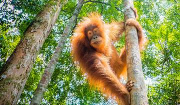 Best of Borneo Tour