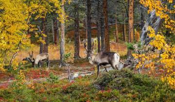 Northern Sweden by Rail
