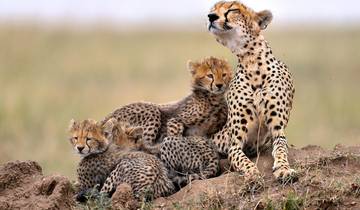 SAFARI EN TANZANIE ET VISITE DE LA CULTURE AFRICAINE circuit