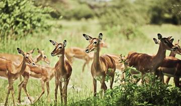 TANZANIA SAFARI & AFRICAN CULTURE TOUR Tour