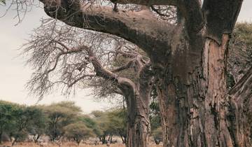 ZANZIBAR SAFARI TOUR WILDEBEEST MIGRATION SEASON Tour
