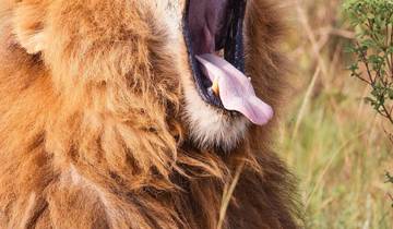 5 TAGE MASAI MARA, LAKE NAKURU & HELL\'S GATE BUDGET-SAFARI Rundreise