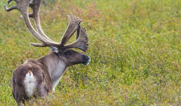 Grand Canada & Alaska Adventure 2026 - 24 Days