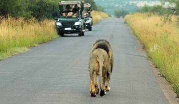 Circuito 2 Días - Aventura Safari en Camping Reserva de Caza Pilanesberg