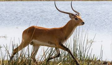 Circuito 2 Días - Aventura Acuática Safari en Mokoro por el Delta del Okavango