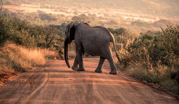 Afrique du Sud Garden Route : faune, vagues et road trip circuit