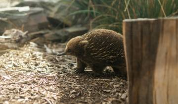 Aventure en Tasmanie
