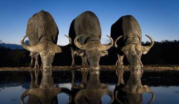 Animal photography at eye level
