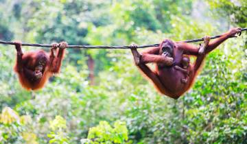 Kuching & Sarawak Longhouse Stay - 5 days