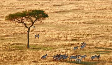 Safari de 3 jours au Serengeti circuit