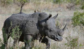 Dzanga-Sangha Wildlife Safari – 7 Days / 6 Nights
