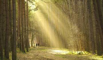 Journey to the Forest Base Camp 6 Days