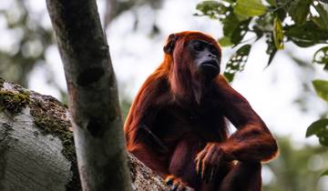 Expédition dans le parc national de Yasuni