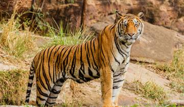 \"India’s Wildlife & Heritage: 15-Day North India Odyssey\" Tour