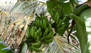 Banana Islands Escape in 3 Days