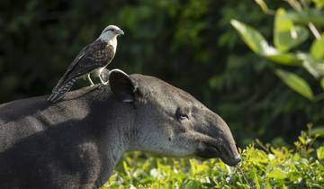 On the trail of the tapir Tour