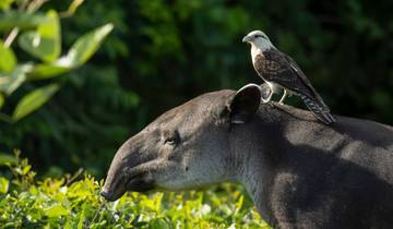 On the trail of the tapir Tour