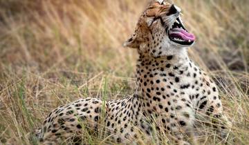 Les Big Five du Kenya et le bonheur de la plage : 4 et 5 étoiles avec tous les repas inclus circuit