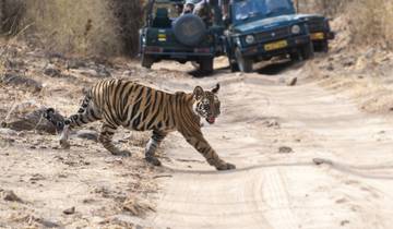 Luxe Ranthambore Safari met Rajasthan