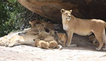 Lakes & Masai Mara Interactive Safari 5D/4N (Masai Mara, Lake Nakuru & Lake Naivasha) Tour
