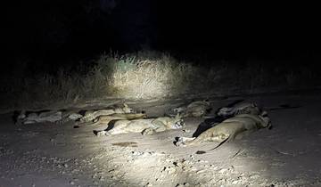 SAFARI DE NUIT AU LAC MANYARA circuit