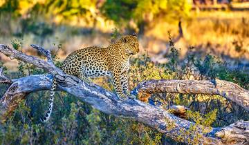 8 jours de safari sans paludisme au départ du Cap, départ quotidien