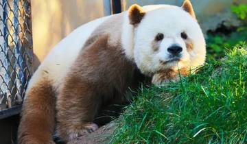 Circuit culturel et naturel en Chine pour les fans de panda (guide et chauffeur privés）Famille personnalisable)