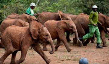 1-Day Nairobi City Tour: Elephant Orphanage & Nairobi National Park Tour