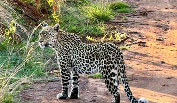 3 Day Pilanesberg National Park Safari