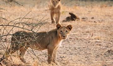 3-Day Chobe Midrange Safari with Boat and Game Drives