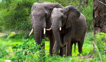 Gorillas & East Africa Safari (from Kigali to Arusha)