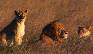Safari interactif dans le Masai Mara 3D/2N circuit