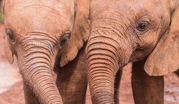 3 Days Kenya Budget 4X4 Jeep Safari to Masai Mara Tour