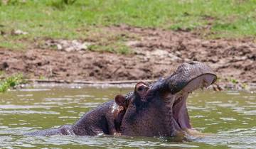 4 jours de safari de migration des grands gnous dans le Maasai Mara- Budget circuit