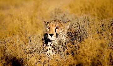 3-Day Inverdoorn Big Five Safari & Cheetah Run