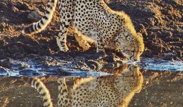 Safari camping de 3 jours dans le Pilanesberg au départ de Johannesburg
