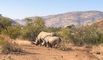 3-Day Pilanesberg Camping & Big Five Adventure