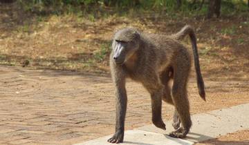 3-Day Pilanesberg Camping & Big Five Adventure