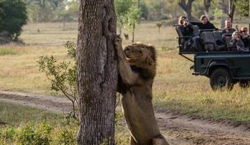 3-Day Sabi Sands Safari at Umkumbe Lodge Tour