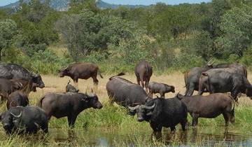 4-Day Budget Pilanesberg Big Five Safari
