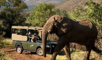 4-Day Budget Pilanesberg Big Five Safari