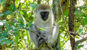 Kenya: 5-Day Mombasa/Tsavo East/Tsavo West/Amboseli/Nairobi Tour