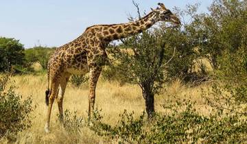 Kenya Private Safari Tour