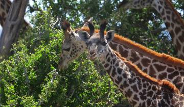 Premium Kenia Rundreise