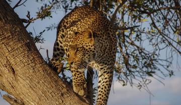 La nature sauvage du Kenya : Un safari de 7 jours circuit